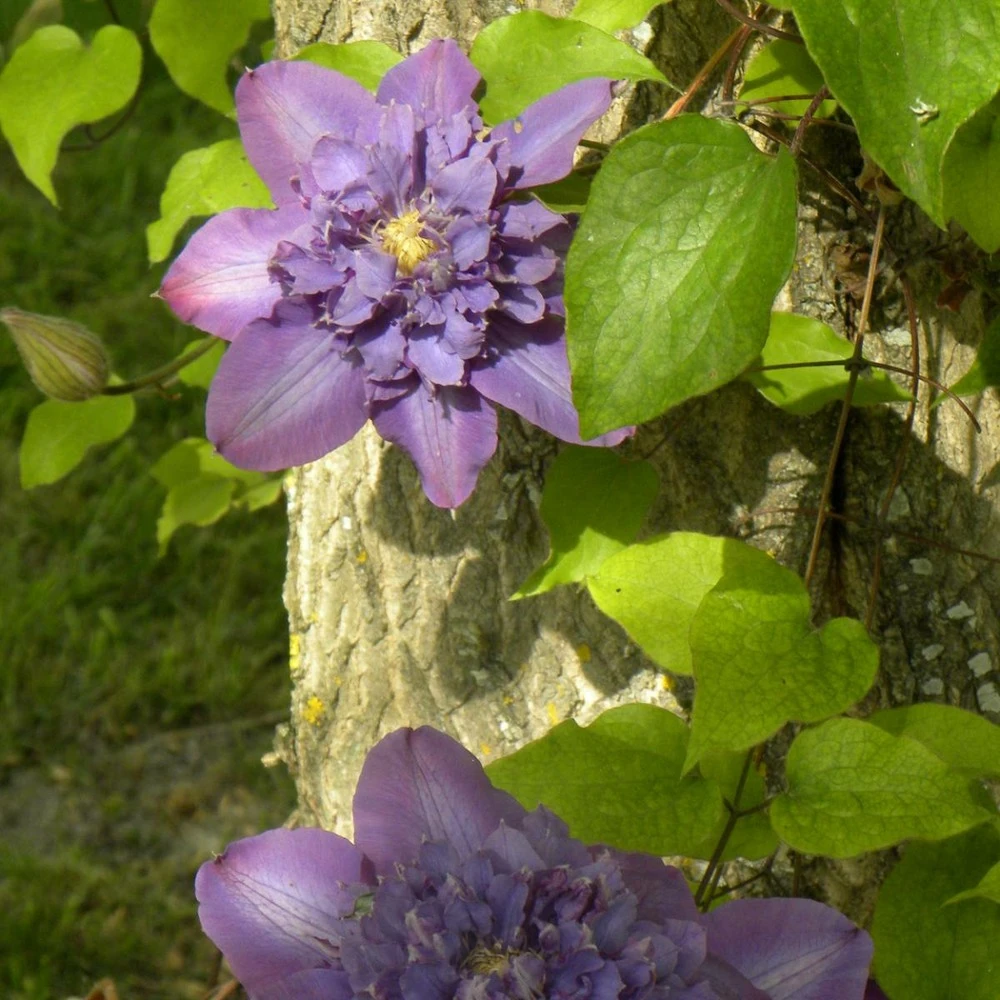 Clématite Vyvyan Pennell/pot De 1,5l - Tuteur Bambou 30/60 Cm 4 Clématite Vyvyan Pennell/pot De 1,5l - Tuteur Bambou 30/60 Cm – Image 2