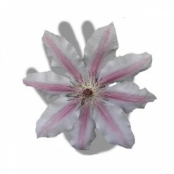 Clématite Nelly Moser/pot De 3l - Echelle Bambou 60/120 Cm -Terre et Verdure 63f4d0a8b59644.83287432