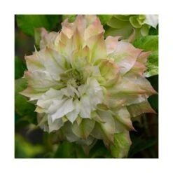 Clématite Sen No Kaze/pot De 1,5l - Tuteur Bambou 30/60 Cm -Terre et Verdure 63f4d0b062de82.57315174