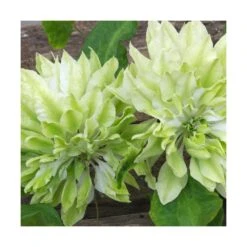 Clématite Sen No Kaze/pot De 1,5l - Tuteur Bambou 30/60 Cm -Terre et Verdure 63f4d0b066b099.53417695