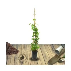 Chèvrefeuille Japonica Sinensis/pot De 6l - Tipi Bambou 90/150 Cm -Terre et Verdure 63f4d0dc86bf26.35800184