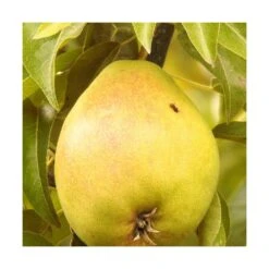 Poirier Communis Bon Chretien William/pot De 10l - Gobelet 2 Ans -Terre et Verdure 63f4d1ec05cf22.90653579