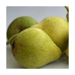 Poirier Communis Bon Chretien William/pot De 10l - Gobelet 2 Ans -Terre et Verdure 63f4d1ec096f51.86396395