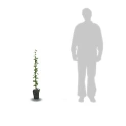 Devant -Terre et Verdure 63f4d1f49250f4.15539692