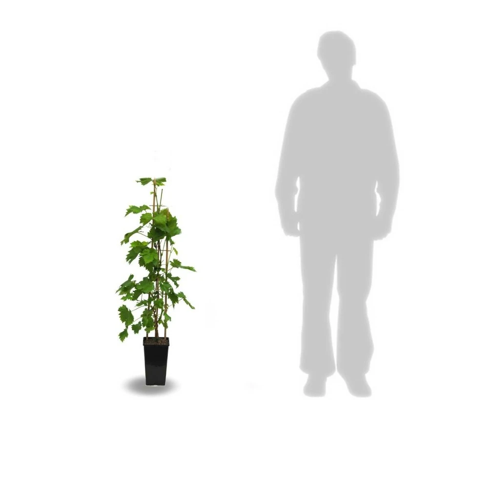 Vigne Vinifera Ampelia® Aladin/pot De 3l - 60/120 Cm 4 Vigne Vinifera Ampelia® Aladin/pot De 3l - 60/120 Cm – Image 2