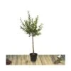 Prunier X Domestica Reine Claude Dorée/pot De 10l - Gobelet 2 Ans -Terre et Verdure 63f4d202116822.60862259