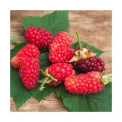 Mûre Tayberry Bounty Berry 'yantay'/pot De 3l - Echelle Bambou 60/120 Cm -Terre et Verdure 63f4d213a1ad85.53475675