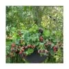 Mûre Fruticosus Black Cascade®/pot De 1,5l - Tuteur Bambou 30/60 Cm -Terre et Verdure 63f4d214d6d915.42810308