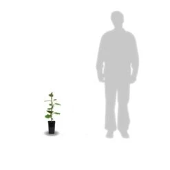 Kiwi Chinensis Jenny (autofertile)/pot De 1,5l - 20/50 Cm -Terre et Verdure 63f4d2189cb714.50355777