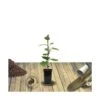 Kiwi Chinensis Jenny (autofertile)/pot De 1,5l - 20/50 Cm -Terre et Verdure 63f4d218a3aef5.57250180