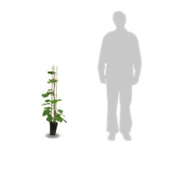 Kiwi Chinensis Solo (autofertile)/pot De 3l - 60/120 Cm -Terre et Verdure 63f4d29fa87205.32735292