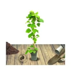 Kiwi Chinensis Solo (autofertile)/pot De 3l - 60/120 Cm -Terre et Verdure 63f4d29fb4ef80.90708801