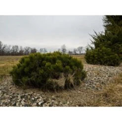 Pin De Montagne Mugo Var. Pumilio/pot De 12l - 50/60 Cm -Terre et Verdure 63f4d2fa2a3705.74337881