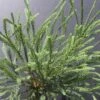 Cèdre Du Japon Japonica Araucarioides/pot De 5l - 40/60 Cm -Terre et Verdure 63f4d307843888.67236462