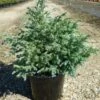 Faux Cyprès Pisifera Boulevard/pot De 3l - 20/40 Cm -Terre et Verdure 63f4d32e1d4e20.23031558