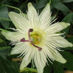 Passiflore Caerulea Constance Elliot/pot De 1,5l - Tuteur Bambou 30/60 Cm