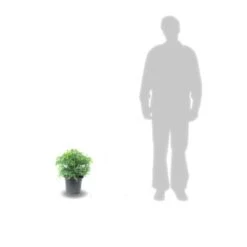 Cèdre Du Japon Japonica Elegans/pot De 3l - 20/40 Cm -Terre et Verdure 63f4d5efee50d7.90979593