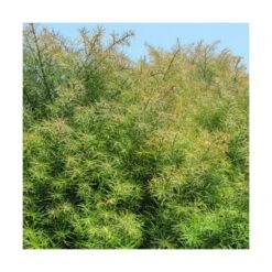 Cèdre Du Japon Japonica Elegans/pot De 3l - 20/40 Cm -Terre et Verdure 63f4d5eff1d7c6.01559601