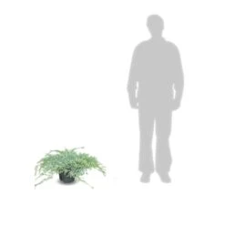 Genévrier écailleux Squamata Blue Carpet/pot De 5l - 40/60 Cm -Terre et Verdure 63f4d6076e4c51.14450842