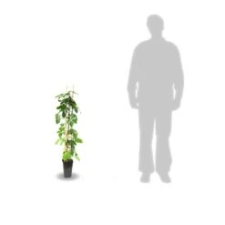 Vigne Vierge Quinquefolia Red Wall® 'troki'/pot De 3l - Echelle Bambou 60/120 Cm -Terre et Verdure 63f4d6611db854.28484356