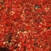 Vigne Vierge Quinquefolia Red Wall® 'troki'/pot De 3l - Echelle Bambou 60/120 Cm -Terre et Verdure 63f4d66125b8b8.16169857