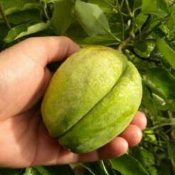 Arauja Sericofera Rosea/pot De 3l - Echelle Bambou 60/120 Cm -Terre et Verdure 63f4d75099f939.06378437