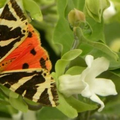 Arauja Sericofera Alba/pot De 1,5l - 20/50 Cm -Terre et Verdure 63f4d751d73372.03628653