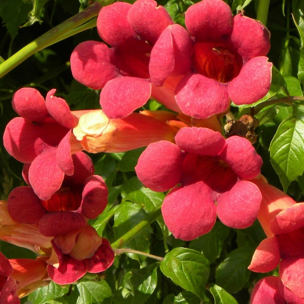 Bignone X Tagliabuana Grenadine 'rutcam'/pot De 1,5l - Tuteur Bambou 30/60 Cm 5 Bignone X Tagliabuana Grenadine 'rutcam'/pot De 1,5l - Tuteur Bambou 30/60 Cm – Image 3