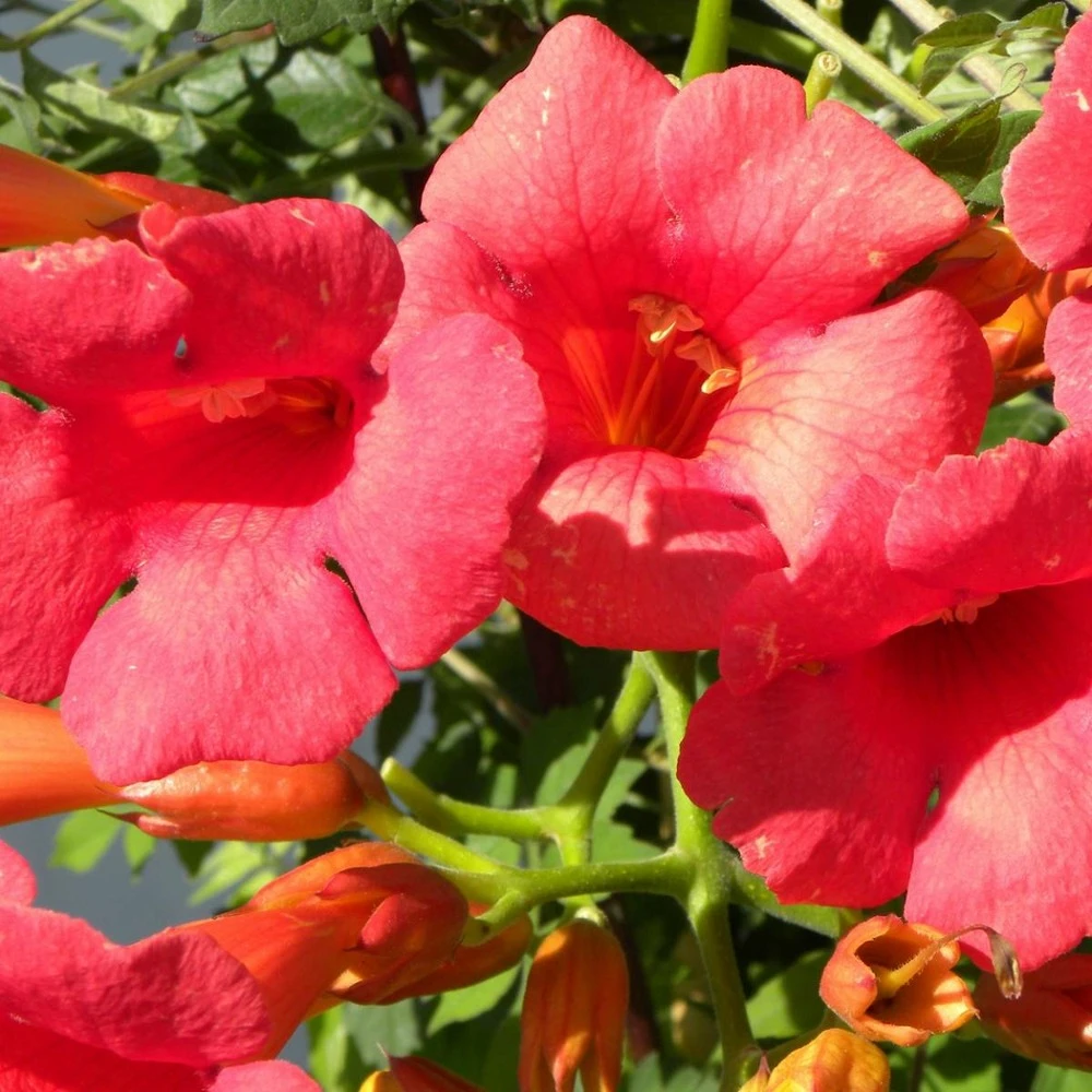 Bignone X Tagliabuana Grenadine 'rutcam'/pot De 1,5l - Tuteur Bambou 30/60 Cm 7 Bignone X Tagliabuana Grenadine 'rutcam'/pot De 1,5l - Tuteur Bambou 30/60 Cm – Image 5