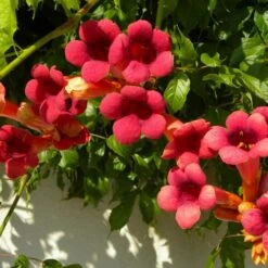 Bignone X Tagliabuana Grenadine 'rutcam'/pot De 1,5l - Tuteur Bambou 30/60 Cm 12 Bignone X Tagliabuana Grenadine 'rutcam'/pot De 1,5l - Tuteur Bambou 30/60 Cm -Terre et Verdure 63f4d7d0af6e21.29686340