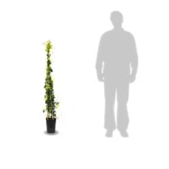 Bignone Capreolata Tangerine Beauty/pot De 1,5l - Tuteur Bambou 30/60 Cm -Terre et Verdure 63f4d7d68f4224.31305278