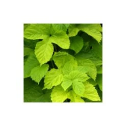 Houblon Doré Aureus/pot De 1,5l - 10/20 Cm 9 Houblon Doré Aureus/pot De 1,5l - 10/20 Cm -Terre et Verdure 63f4d7d92e9243.20223932