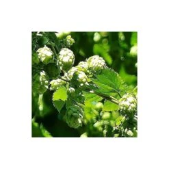 Houblon Doré Aureus/pot De 1,5l - 10/20 Cm 10 Houblon Doré Aureus/pot De 1,5l - 10/20 Cm -Terre et Verdure 63f4d7d9321459.56238325