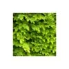 Houblon Doré Aureus/pot De 1,5l - 10/20 Cm -Terre et Verdure 63f4d7d935d343.34205807