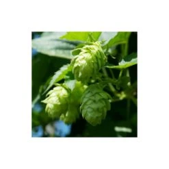 Houblon Doré Aureus/pot De 1,5l - 10/20 Cm 13 Houblon Doré Aureus/pot De 1,5l - 10/20 Cm -Terre et Verdure 63f4d7d9397a81.13001186