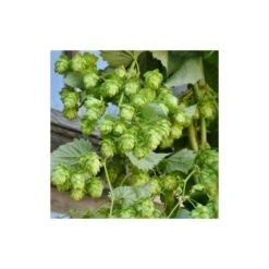 Houblon Doré Aureus/pot De 1,5l - 10/20 Cm 12 Houblon Doré Aureus/pot De 1,5l - 10/20 Cm -Terre et Verdure 63f4d7d93d73e1.38988040