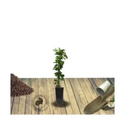 Chèvrefeuille Similis Var. Delavayi/pot De 10l - 400/500 Cm Sur Ficelle -Terre et Verdure 63f4d7dab60624.65218314