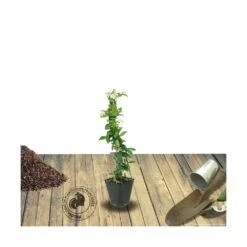 Jasmin étoilé Jasminoïdes Variegata/pot De 10l - 200/300 Cm Sur Ficelle -Terre et Verdure 63f4d7e18c0510.84416031