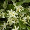 Jasmin étoilé Jasminoïdes Variegata/pot De 10l - 200/300 Cm Sur Ficelle 2 Jasmin étoilé Jasminoïdes Variegata/pot De 10l - 200/300 Cm Sur Ficelle -Terre et Verdure 63f4d7e18fbea7.61327504