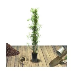 Jasmin étoilé Jasminoïdes Variegata/pot De 10l - 200/300 Cm Sur Ficelle -Terre et Verdure 63f4d7e1931e03.49259872