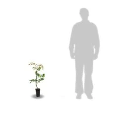 Glycine De Chine Sinensis/pot De 2l - 60 Cm -Terre et Verdure 63f4d7e58ff340.86883666