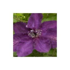 Clématite Amethyst Beauty™ 'evipo043'/pot De 1,5l - Tuteur Bambou 30/60 Cm -Terre et Verdure 63f4d7e6f3d699.74381995