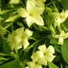 Jasmin Blanc Officinalis Clotted Cream® 'devon Cream'/pot De 1,8l 2 Jasmin Blanc Officinalis Clotted Cream® 'devon Cream'/pot De 1,8l -Terre et Verdure 63f4d7f4e5cbe2.86966659