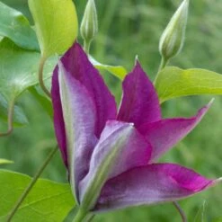 Clématite Picardy™ 'evipo024'/pot De 1,5l - Tuteur Bambou 30/60 Cm -Terre et Verdure 63f4d7f9217e01.06139563