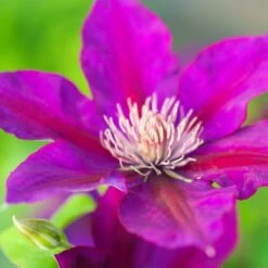 Clématite Picardy™ 'evipo024'/pot De 1,5l - Tuteur Bambou 30/60 Cm -Terre et Verdure 63f4d7f92b77d3.70090081