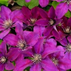 Clématite Picardy™ 'evipo024'/pot De 1,5l - Tuteur Bambou 30/60 Cm -Terre et Verdure 63f4d7f9319c40.46305442