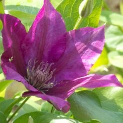 Clématite Picardy™ 'evipo024'/pot De 1,5l - Tuteur Bambou 30/60 Cm -Terre et Verdure 63f4d7f9357fb6.40086029