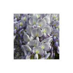 Glycine De Chine Sinensis/pot De 10l - 400/500 Cm Sur Ficelle -Terre et Verdure 63f4d7ff3694a1.83214454