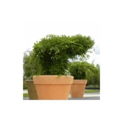 Glycine De Chine Sinensis/pot De 10l - 400/500 Cm Sur Ficelle -Terre et Verdure 63f4d7ff44d7a8.85644772