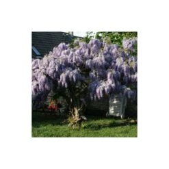 Glycine De Chine Sinensis/pot De 10l - 400/500 Cm Sur Ficelle -Terre et Verdure 63f4d7ff6ae844.08031931